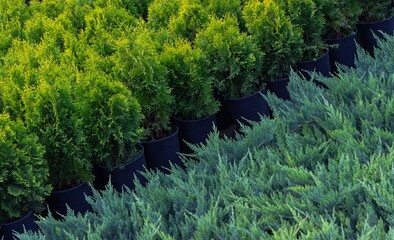 Nursery area with pots of western thuja seedlings. Diagonal perspective