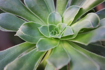 close up of a succulent plant