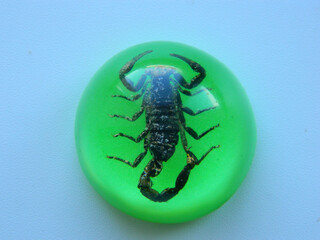 A small scorpion