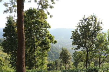 trees in the mountain