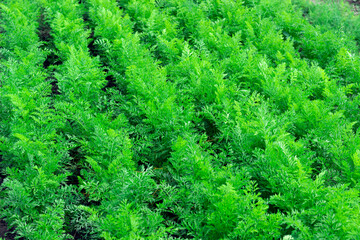 field of young green carrots