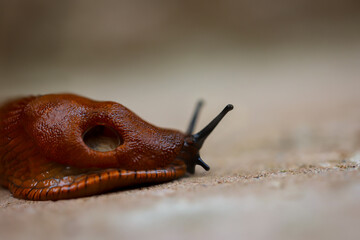 Eine Nahaufnahme einer roten, braunen Nacktschnecke auf einem Stein.