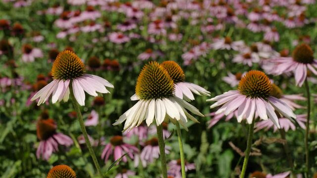 Field of echinacea (Echinacea purpurea).