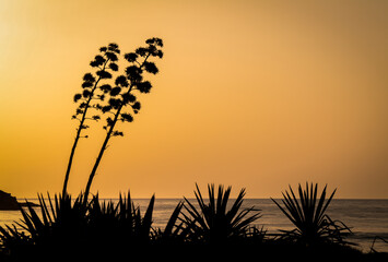 Scenic view of sea with agave plants in Cabo de Gata Nature Park, Spain