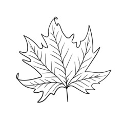 Monochrome Autumn leaf illustration on white background. 
