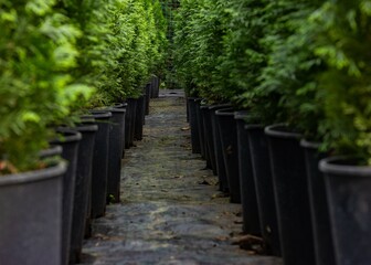 Rows of pots of western thuja seedlings. Powerful perspective