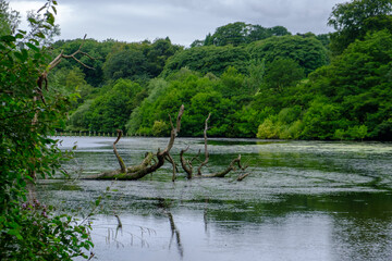 Obraz premium Beuatiful landscape of trees, lush foliage and their reflection in the waters of Waterloo Lake in Roundhay Park, Leeds, UK
