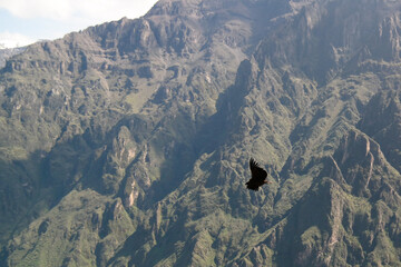 Condors above the Colca canyon at Condor Cross or Cruz Del Condor viewpoint, Chivay, Peru