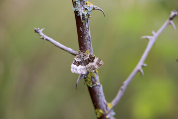 Ein Falter, Motte sitzt am Ast eines Dornen behafteten Busch.