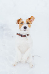 Cute dog breed Jack Russell Terrier raised its paws up. Active and curiocity dog breed white with brown color terrier walking at snow outdoors in the winter forest park.