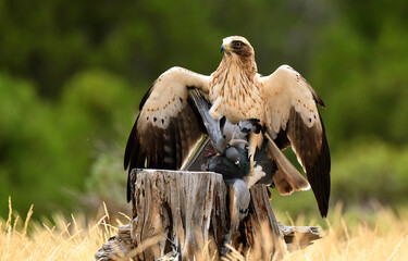 Aguila calzada con una presa sobre el tronco de madera