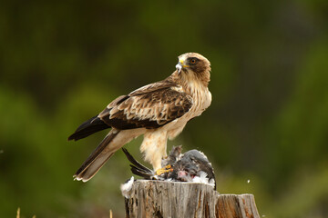 Aguila calzada con una presa sobre el tronco de madera