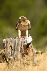 Aguila calzada con una presa sobre el tronco de madera