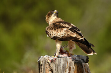 Aguila calzada con una presa sobre el tronco de madera