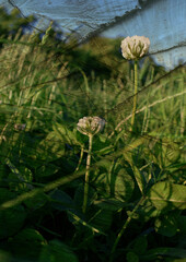 Chropowate tło z koniczyną © Hanna