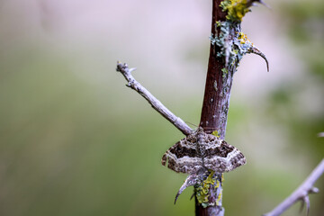Ein Falter, Motte sitzt am Ast eines Dornen behafteten Busch.