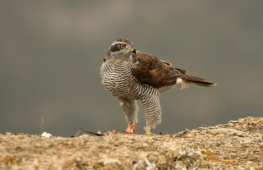 azor adulto con presa sobre la roca