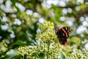 Red Admiral (Vanessa atalanta) resting on a flower bud