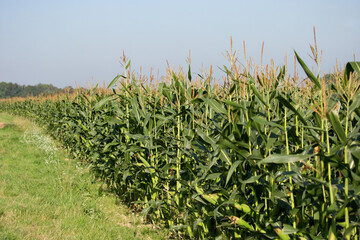 A field full of Maize almost ready to harvest