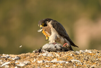 Halcon peregrino con presa sobre las rocas
