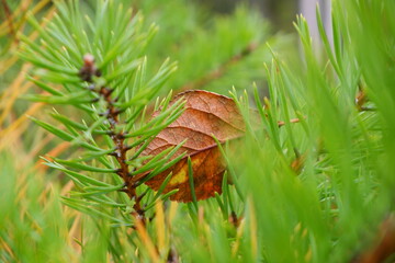 A pine branch grows in the autumn forest