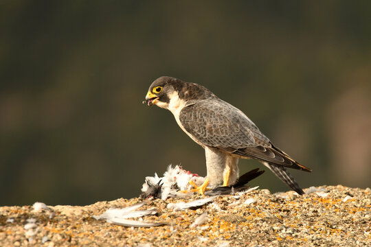 Halcon peregrino con presa sobre las rocas