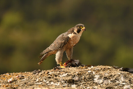 Halcon peregrino con presa sobre las rocas