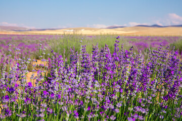 Fototapeta premium Lavender Field. Beautiful violet lavender flowers in the lavender garden.