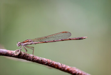 Eine Kleinlibelle auf einem Zweig an einem Strauch.