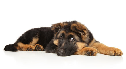 German-shepherd puppy resting on white background