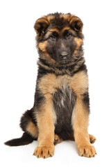 German Shepherd puppy sits on a white background
