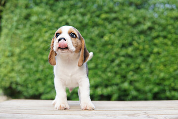 The general appearance of the beagle resembles a miniature Foxhound. Adorable beagle picture have copy space for text.