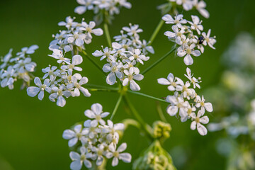 Fototapeta na wymiar Viele kleine weiße Blüten mit schönem Hintergrund!