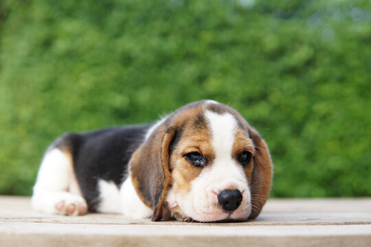 Portrait of a cute Beagle puppy on blue background. Beagle Picture have copy space for ads.The general appearance of the beagle resembles a miniature Foxhound. Beagles have excellent noses.
