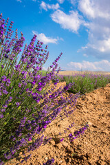Obraz premium Lavender Field. Beautiful violet lavender flowers in the lavender garden.
