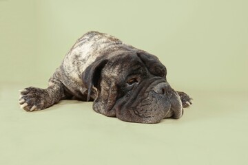 tired old bullmastiff dog lying down 