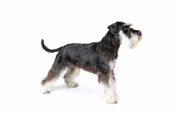 miniature schnauzer standing in profile licking its lips 