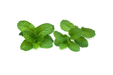 Green leaf,Melissa officinalis leaf isolated on white background.Mentha cordifolia,Kitchen Mint, Marsh Mint