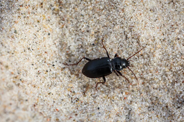 Ein schwarzer Käfer im Sand. Nahaufnahme eines kleinen Käfers.