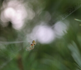 Eine Spinne, Herbstspinne hängt Kopfüber in ihren Netz.