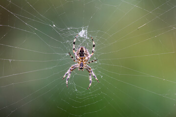 Eine Kreuzspinne in ihren kunstvollen Netz. Spinnen sind nützliche Tiere in unseren Gärten.