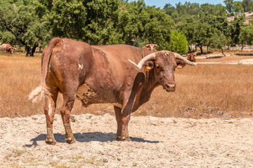 Naklejka na ściany i meble Portuguese brown bull with large horns on the fields of Ribatejo - Portugal