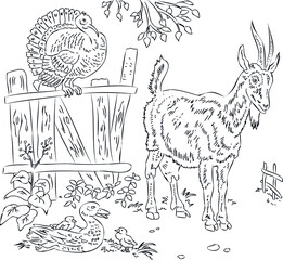 children's coloring - goat, duck turkey