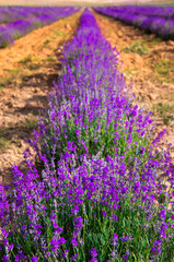 Obraz premium Lavender Field. Beautiful violet lavender flowers in the lavender garden.