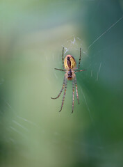 Eine Spinne Herbstspinne in ihren schönen Netz. Ansicht der Unterseite der Spinne.