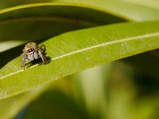 petite araignée