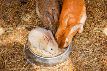 The little rabbit eats while sitting in a bowl with food.
