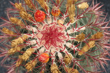 Lanzarote Cactus Garden