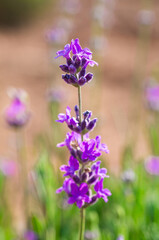 Obraz premium Lavender Field. Beautiful violet lavender flowers in the lavender garden.
