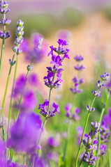 Lavender Field. Beautiful violet lavender flowers in the lavender garden.